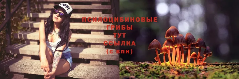 как найти закладки  Апшеронск  Псилоцибиновые грибы Psilocybine cubensis 